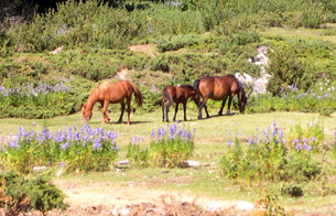 Chevaux sur le Cuscione