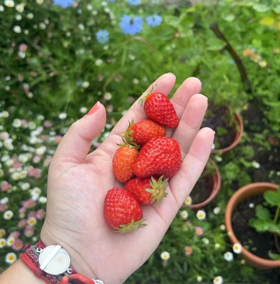 Fraises du potager de la maison d'hôtes Le Paradis à Zicavo en Corse, nature et calme au cœur de la montagne